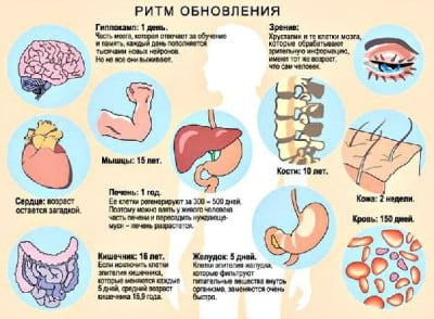 600_441_ritmy_obnovlenia_V1.jpg
