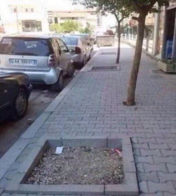 деревья-бунтари.jpg